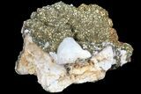 Pyrite On Calcite - El Hammam Mine, Morocco #80725-2